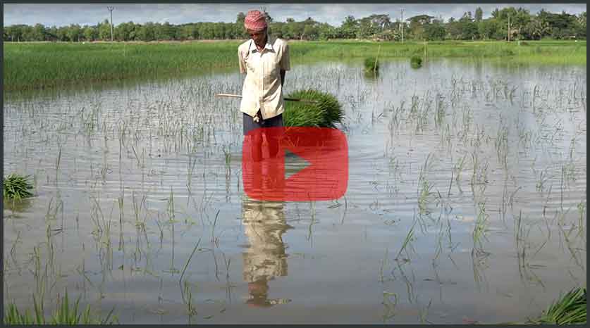 Interview: Jyoti Mohan Roy   Farmers grow different varieties of desi rice according to the terrain, low lying or higher lands Undulation of any land, whether low lying or higher determines what variety of desi rice will grow well there