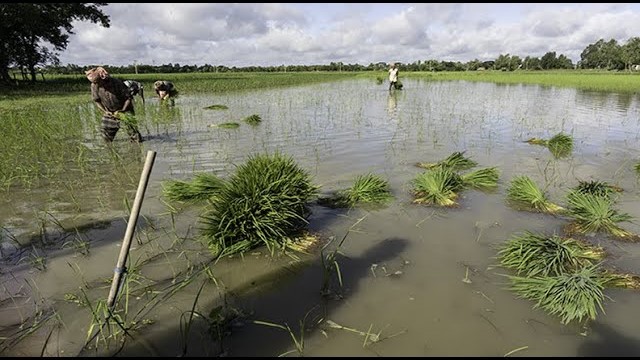 Interview: Dheeman Boidya  Dheeman explains why it makes more economic sense for him to cultivate desi paddy in his land