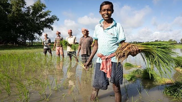 Interview: Jyoti Mohan Roy  The characteristics of a farmland (whether it is low lying and so likely to remain flooded longer or high ground which will not have water for long) determines which paddy variety is suitable to grow there.  Watch Jyoti speak about how natural conditions during the farming season are closely connected with getting a good yield.